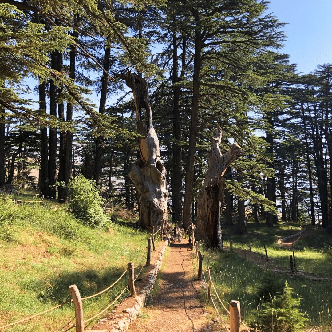 Cedars of God & Bsharre Tour from Beirut