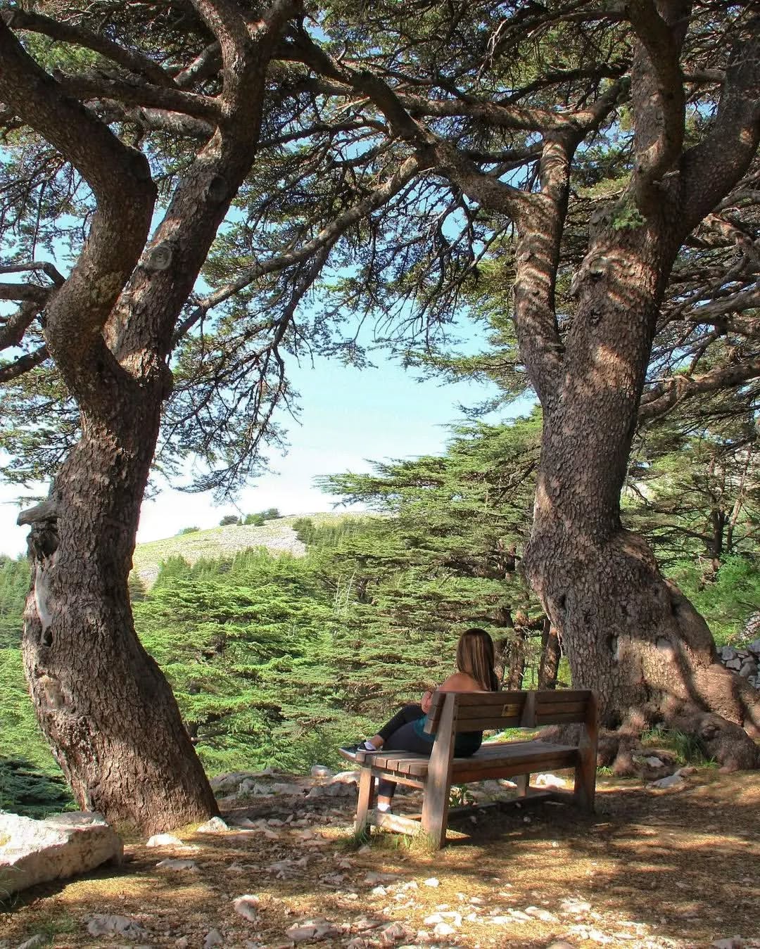 Chouf Castles & Cedar Forests with Waterfall Lunch