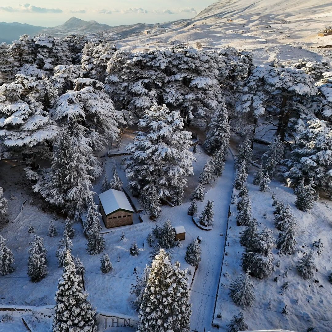 Snow in Lebanon: Cedars of God & Ski Adventure