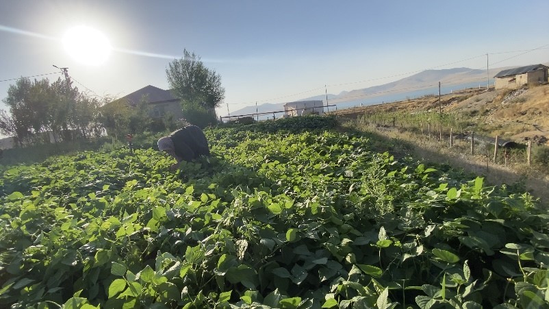 Ağrı