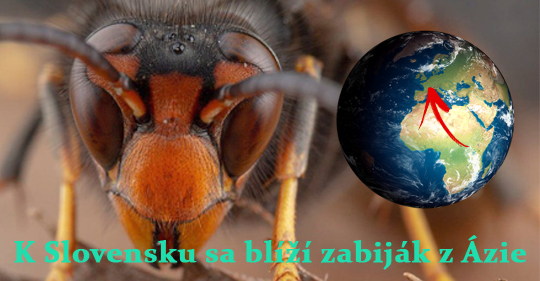 Ázijský 8 online dating