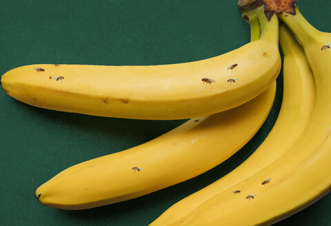 Weg met fruitvliegjes: oorzaken, tips en snelle oplossingen