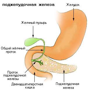 как устроена поджелудочная