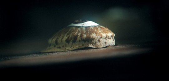 Giant Keyhold Limpet (Meghathura crenulata)