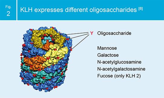 IMMUCOTHEL KLH expresses different oligosaccharides