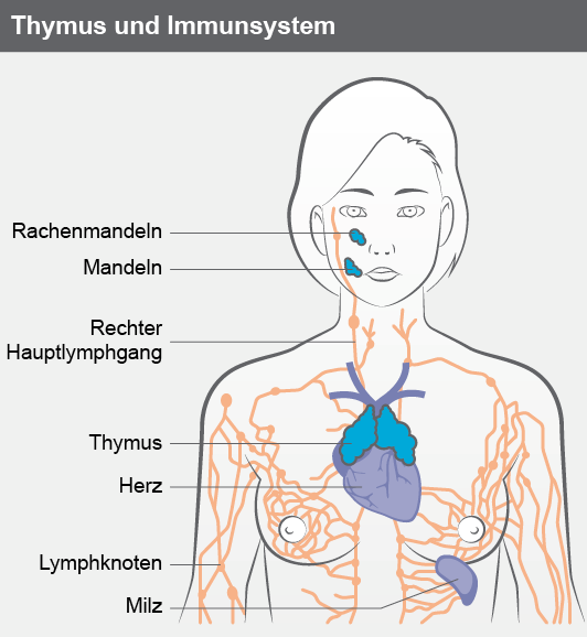Infografik Thymus und Immunsystem