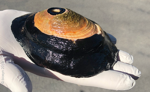 Megathura crenulata.png