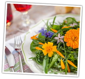 Der Wildgärtner Sommer-Aktiv-Salat Der Wildgärtner Sommer-Aktiv-Salat