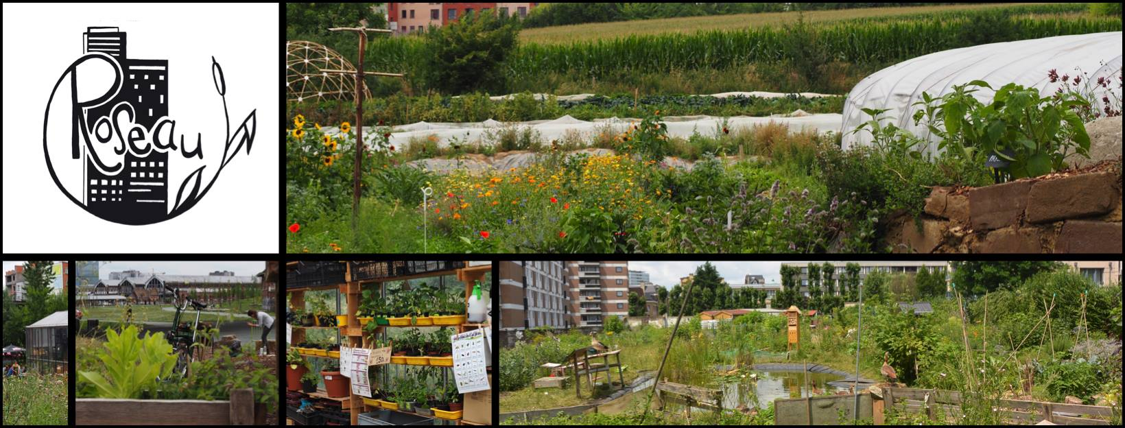 Roseau: Réseau, observatoire et soutien en agriculture urbaine