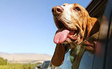 Mit Wohnmobil und Hund auf Reisen