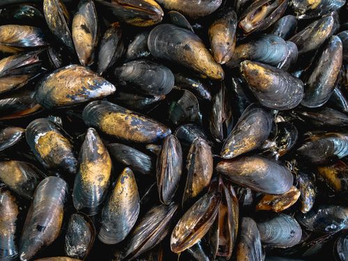 Live rope mussels, 1 kg