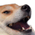 exeboii