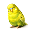 Tired Budgie