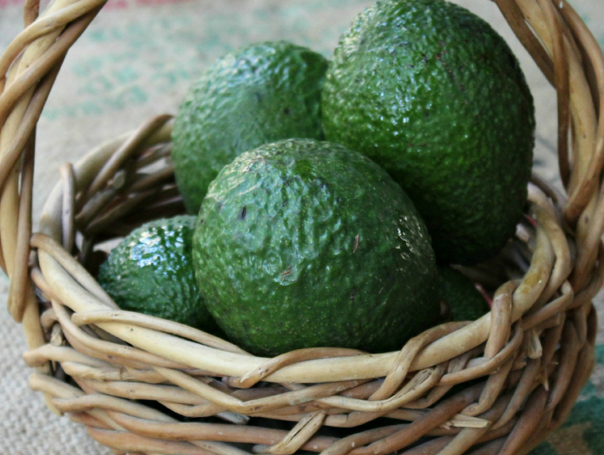 Avokadonun 12 Önemli Faydası