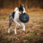 Köpeğiniz ile Spor Yapmanın Keyifli Yanları