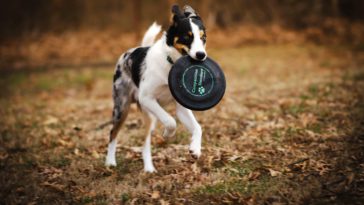 Köpeğiniz ile Spor Yapmanın Keyifli Yanları