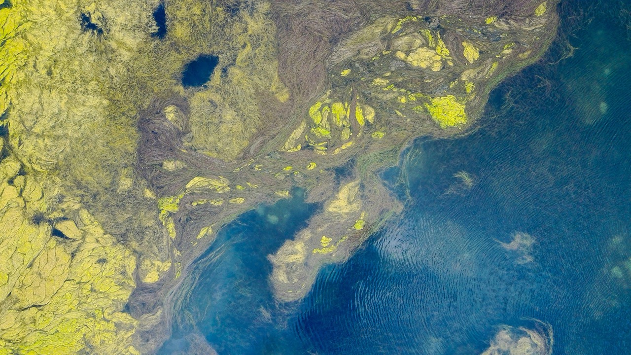 Algae Overgrowth