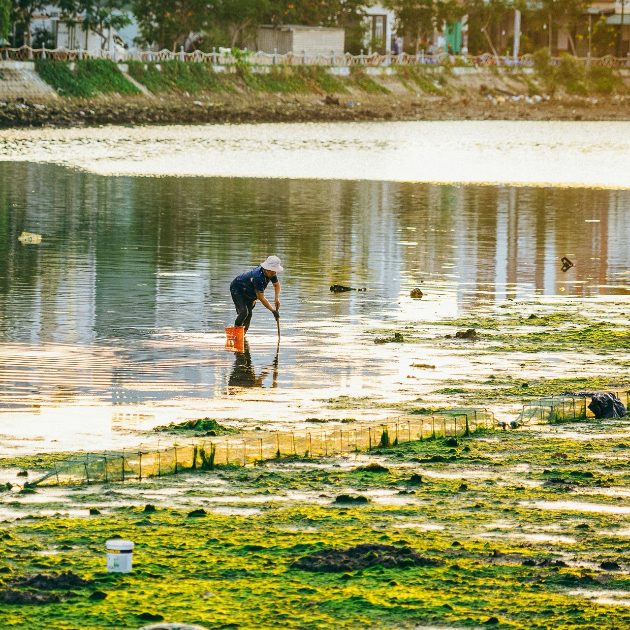 Algae Bloom