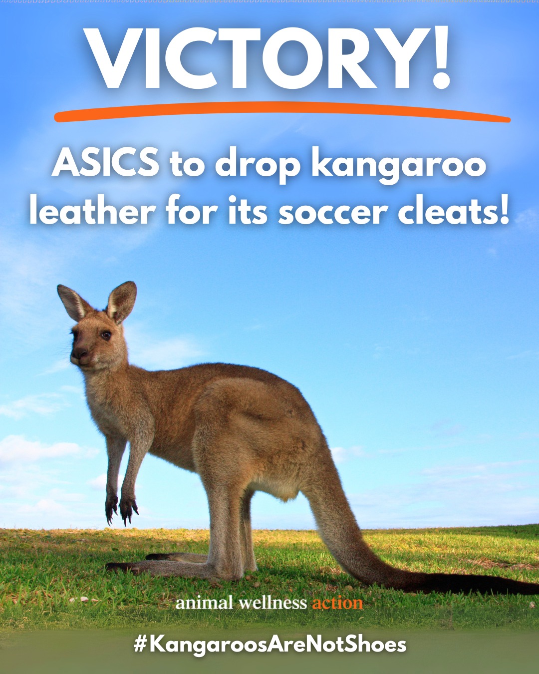 ASICS Kangaroo Leather Campaign