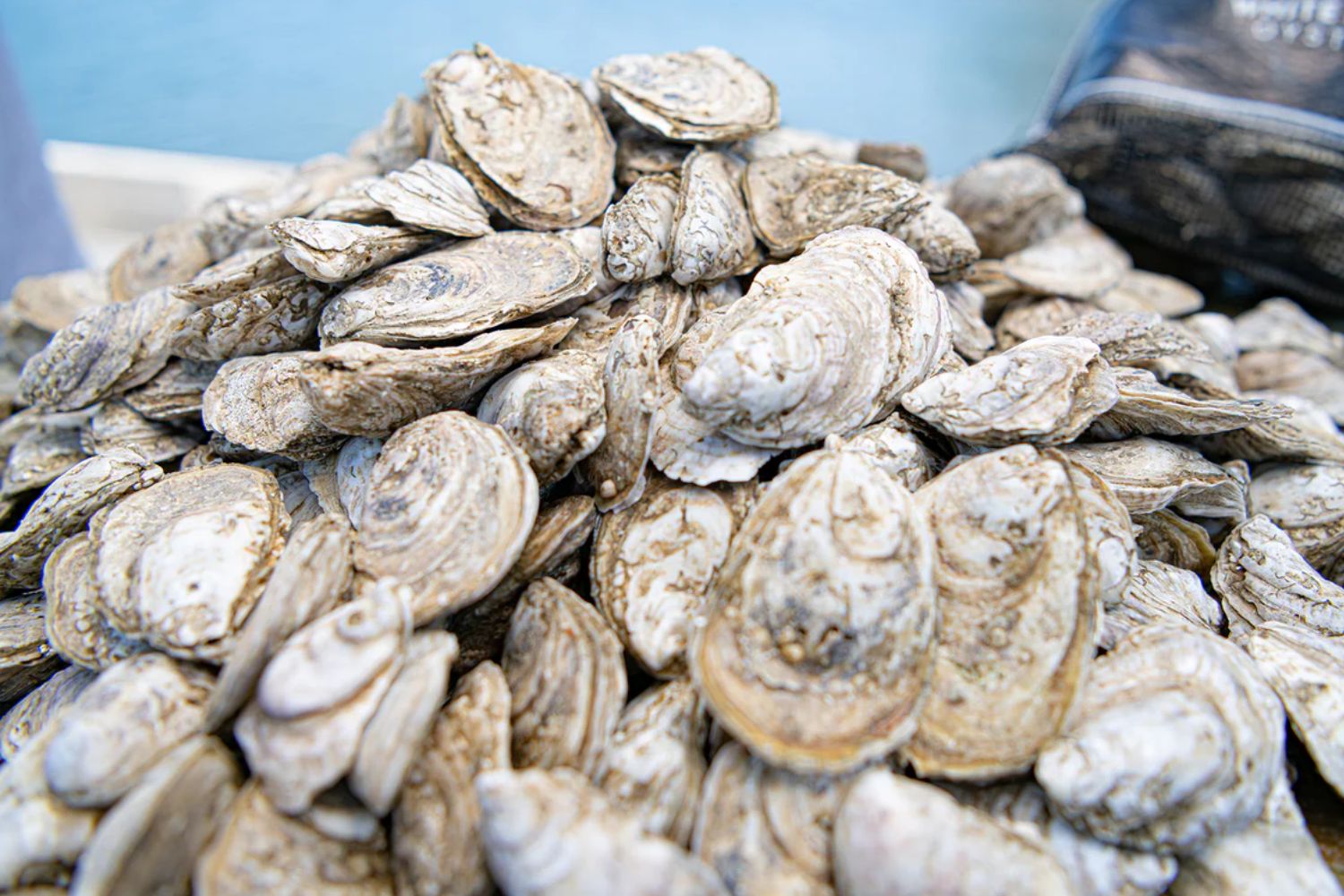 oysters footwear materials