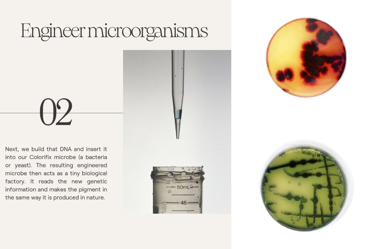 Colorifix microorganisms