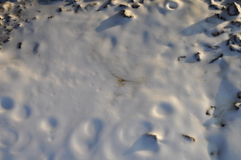 DSC_0038.jpg