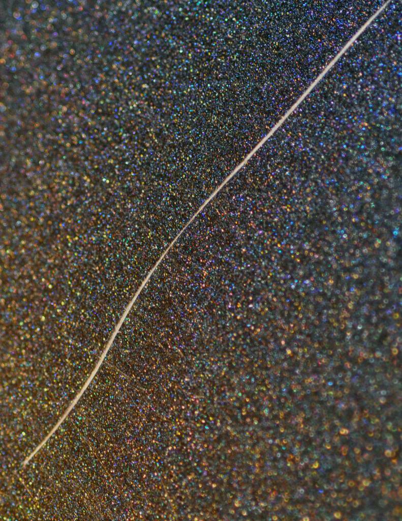 DSC_0418.jpg