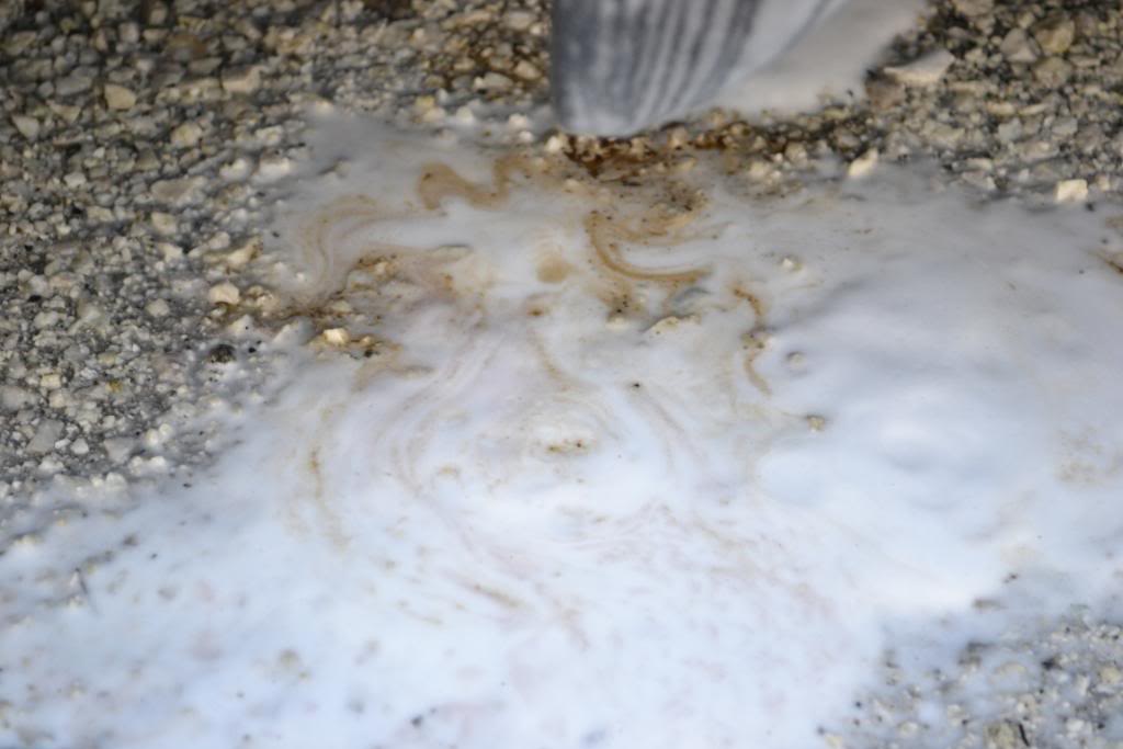 DSC_0707.jpg