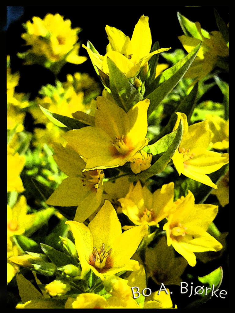 blomst.jpg
