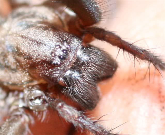 spid_zoomLarge.jpg