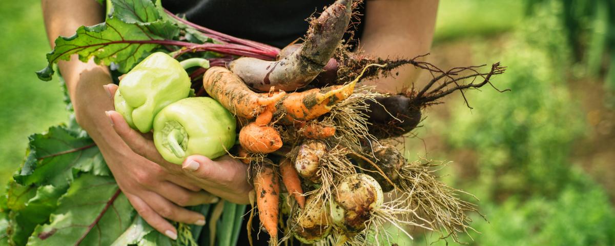 Gesunde Kitaverpflegung soll Standard werden