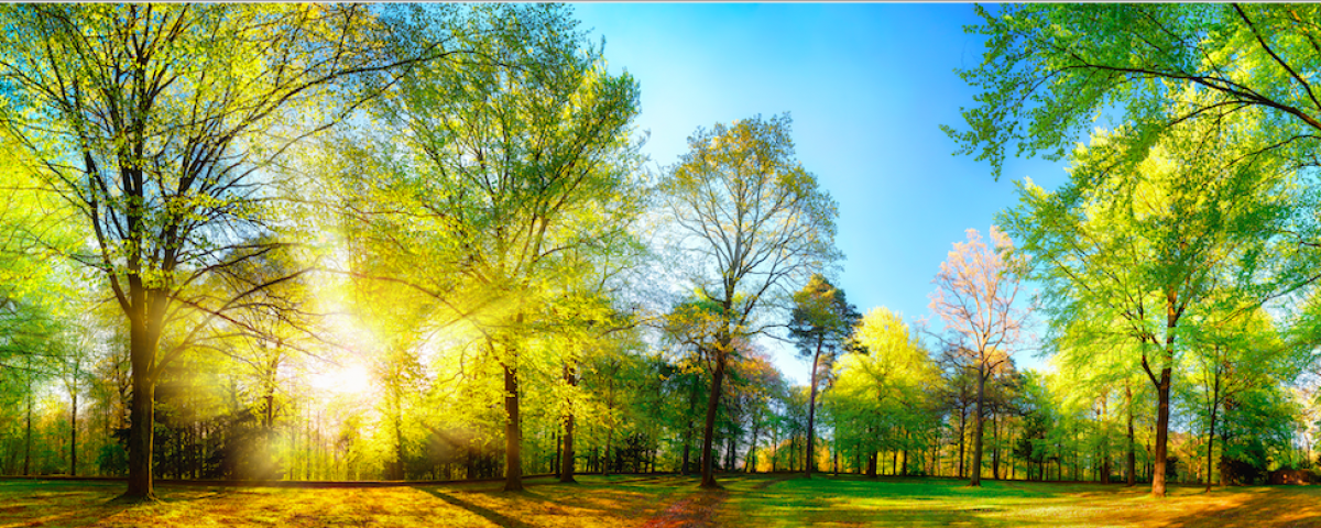 Der Wald der Zukunft