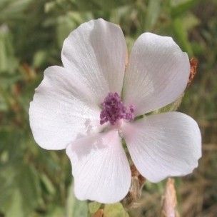 Soins du visage: guimauve & violette