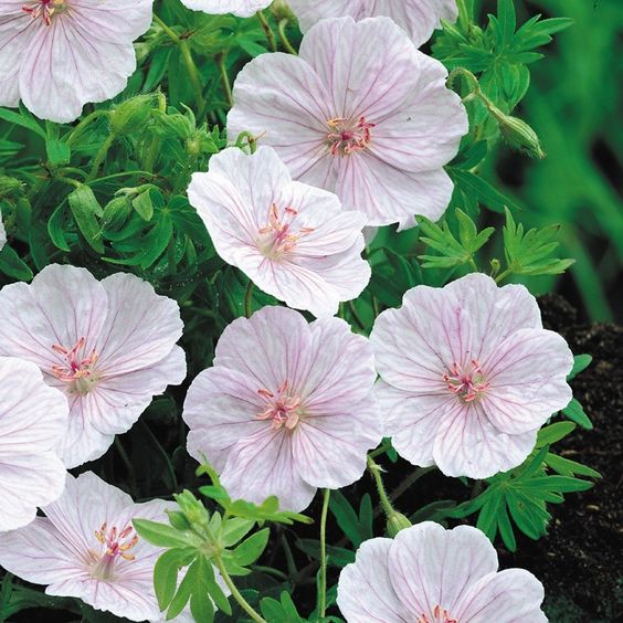 Nos nouveaux soins du visage de saison : Géranium & argile mauve