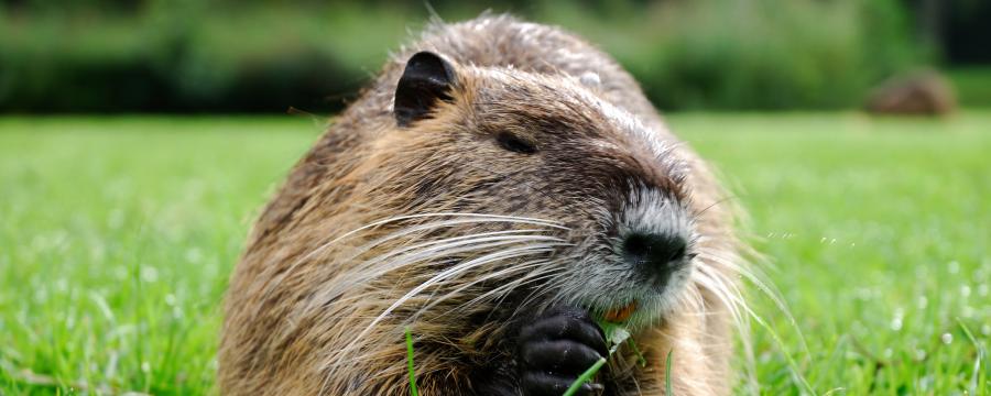 Biber gräbt Löcher in das Gras