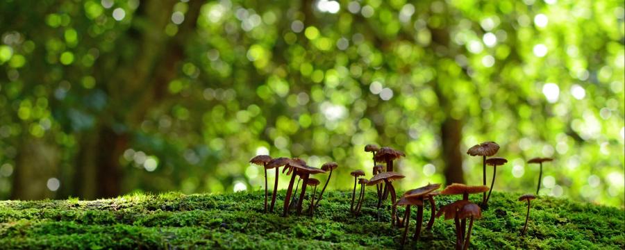 Biodiversität und gesunde Natur