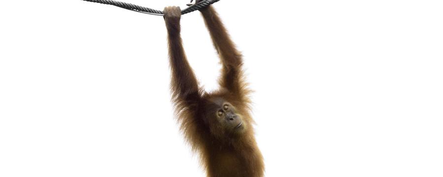 Deutschlands Tierparks in der Krise - wie Kommunen helfen können