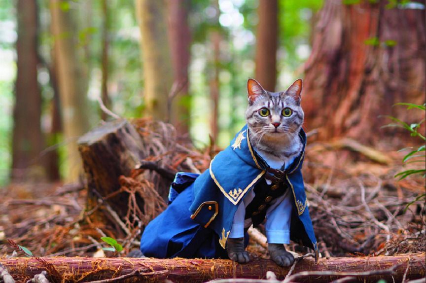 cosplay-z-kotami-w-roli-g-wnej-podbija-internet-koty-pl-koty-pl