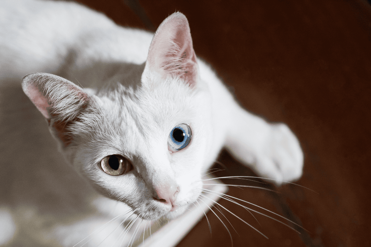 Египетская мау кошка. Khao manee порода кошек. Као мани котята. Као-мани профиль. Као мани котята.