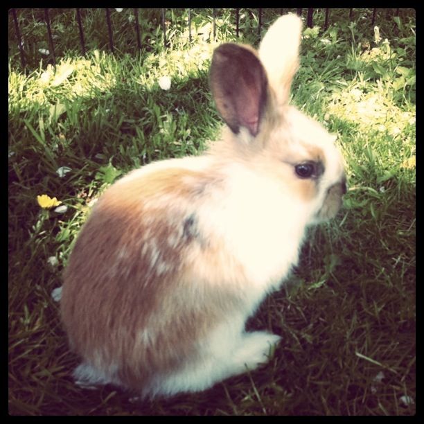 Osterhase