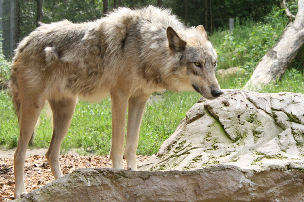 böser Wolf