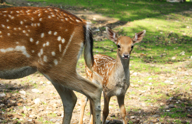 Bambi