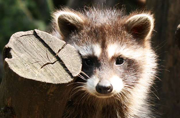 Waschbär