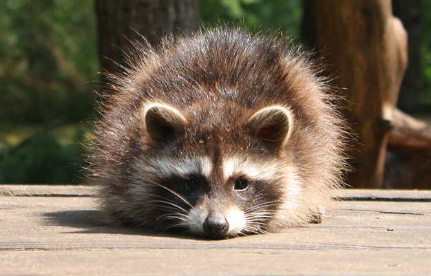 Waschbär
