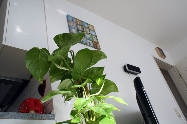 Blume und Bild und Fernseher