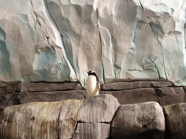 Tierpark Hagenbeck Eismeer 2