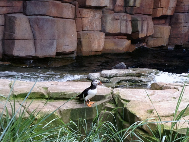 Tierpark Hagenbeck Eismeer 4