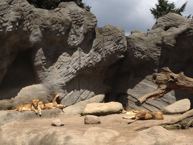 Tierpark Hagenbeck Löwen