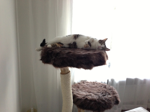 Katze
