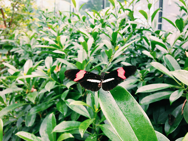Schmetterling im Zoo
